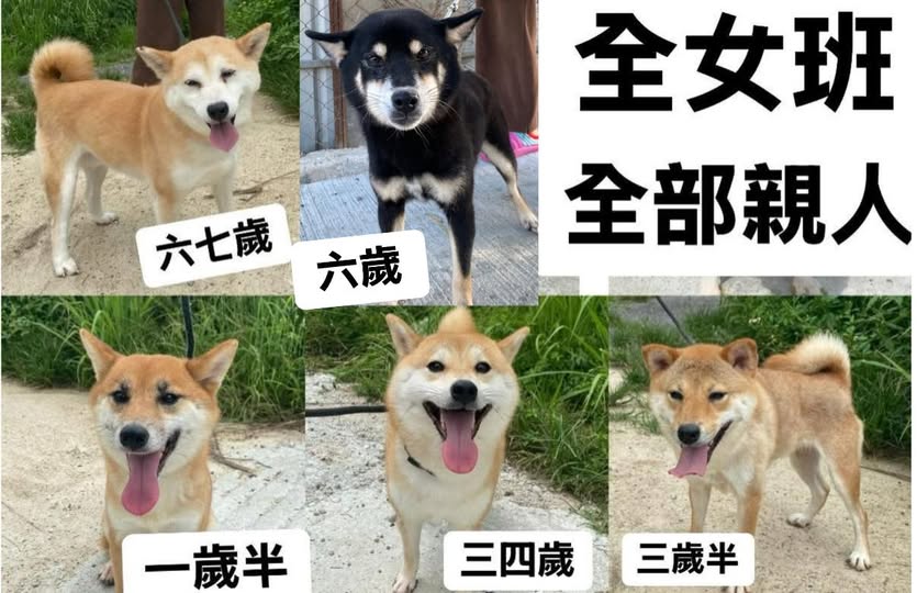 目前在場內待家的柴犬。 目前在場內待家的柴犬。