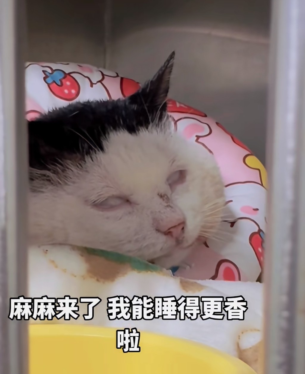 髒髒包睡覺時翻白眼。