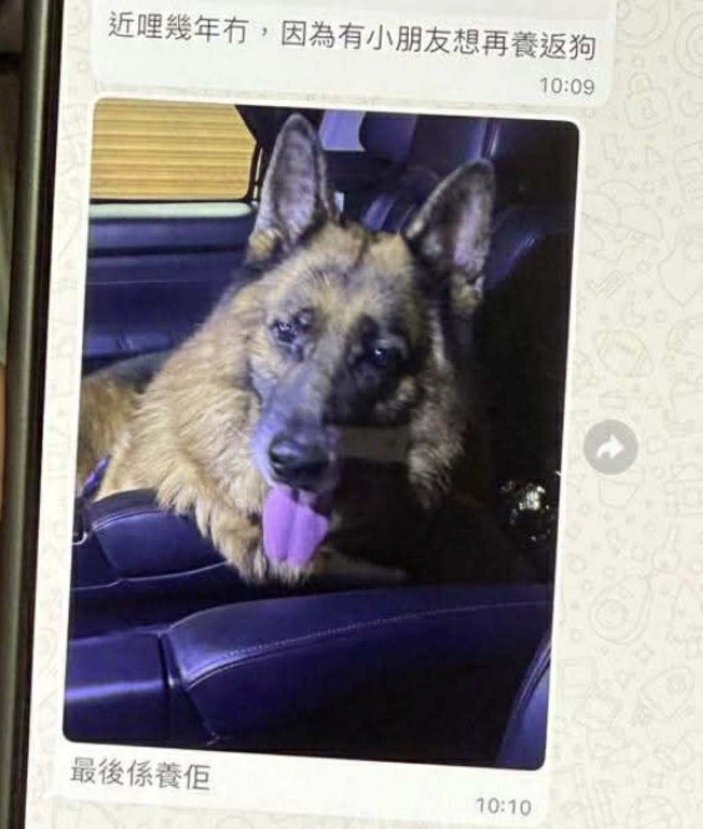 並亮出一張狗狗相。稱幫毛守暫託。鄭太其後發現對方原來只暫託此狗24小時。