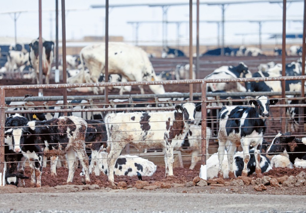 多間零售企業指控四大肉商從一五年開始以低價向牧場主人購入牛肉，再通過合謀減少屠宰產量和限制供應量，抬高牛肉批發價格。