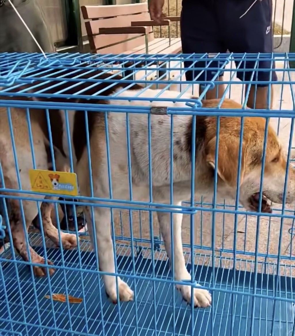 狗狗坐渡輪再轉的士出灣仔愛協。