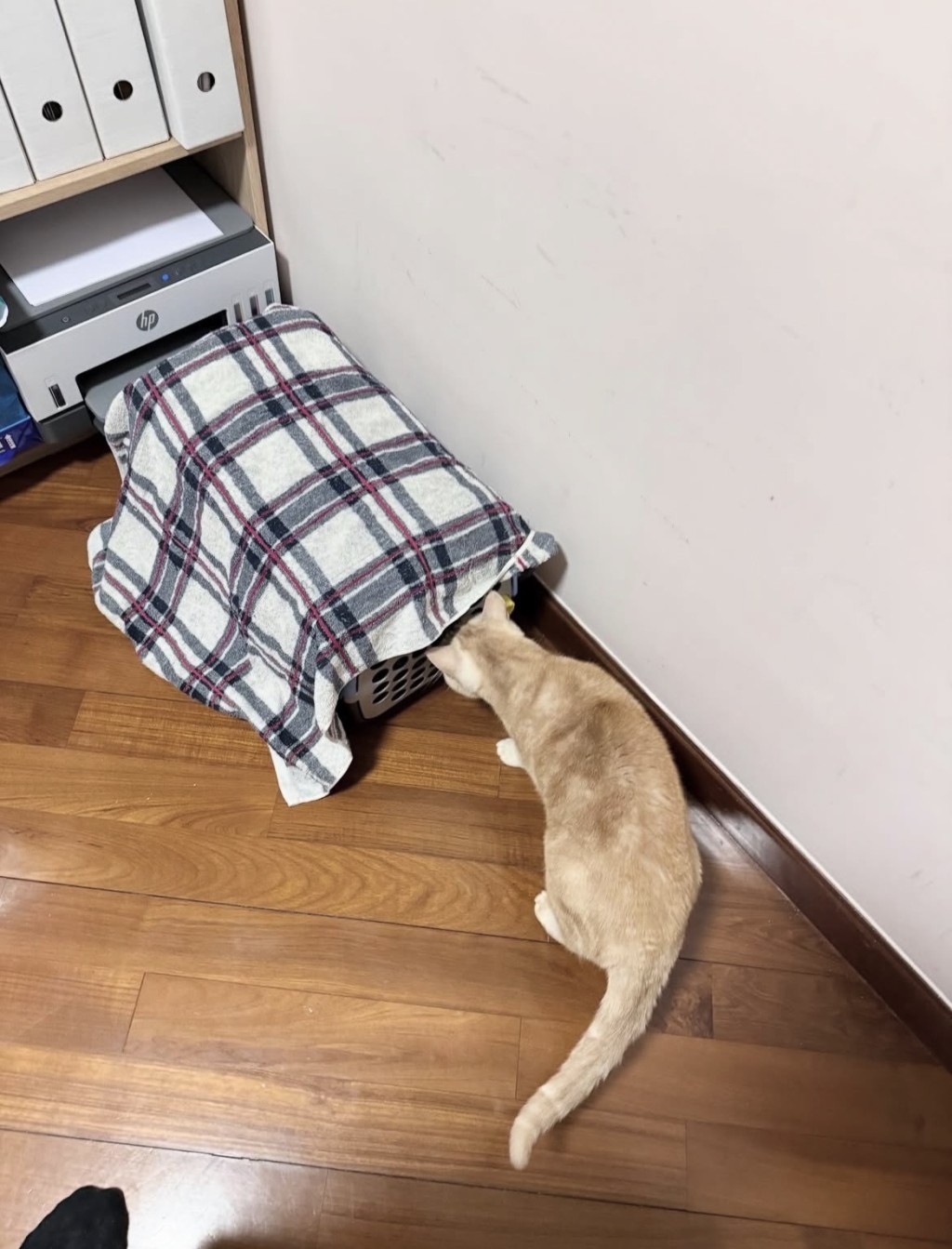 小貓暫時要隔離，家中原居貓只能隔着籠子觀察。