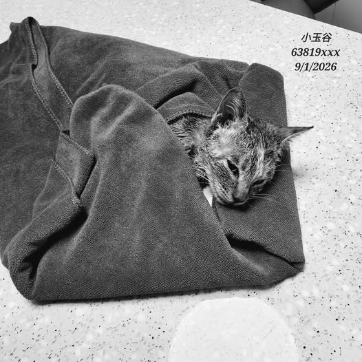 奇蹟最終沒有出現,卡卡今早回喵星了,臨別前進入小玉夢中說再見。 奇蹟最終沒有出現,卡卡今早回喵星了,臨別前進入小玉夢中說再見。