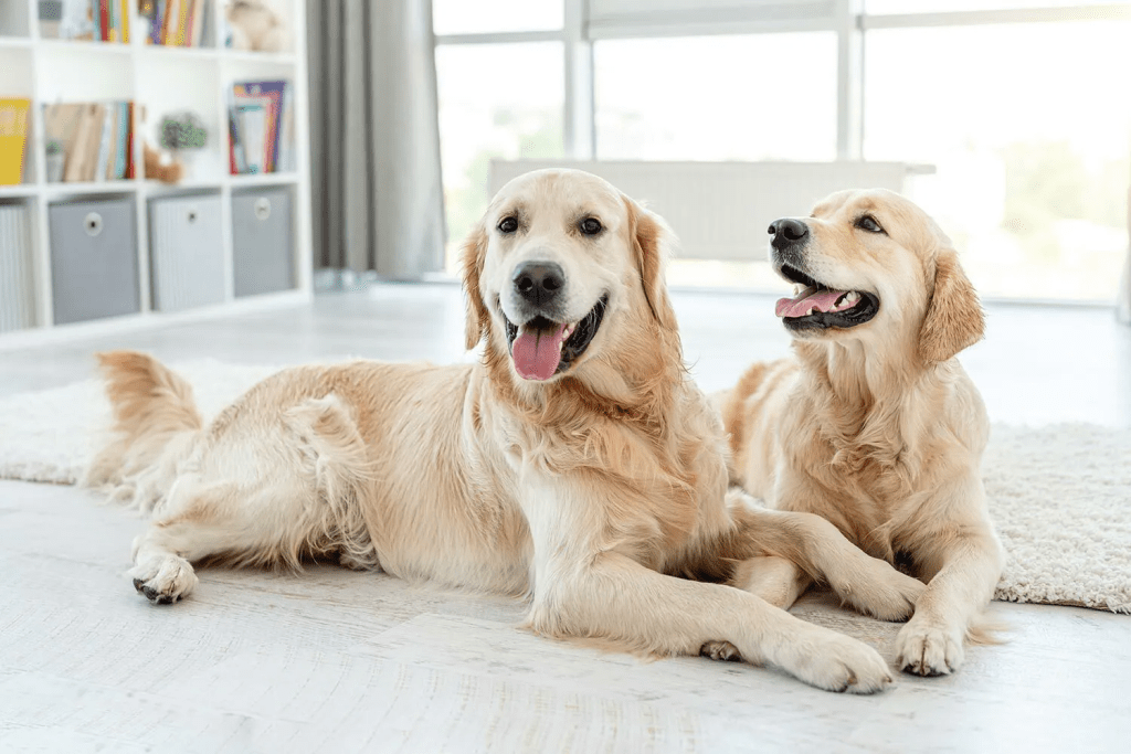 金毛尋回犬(Golden Retriever) 金毛尋回犬(Golden Retriever)