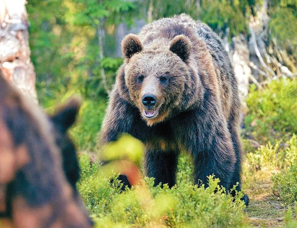 日本熊蹤處處，為了搶食物還會攻擊人類，更從被射殺的熊胃內找到人肉，令人們驚恐不安。