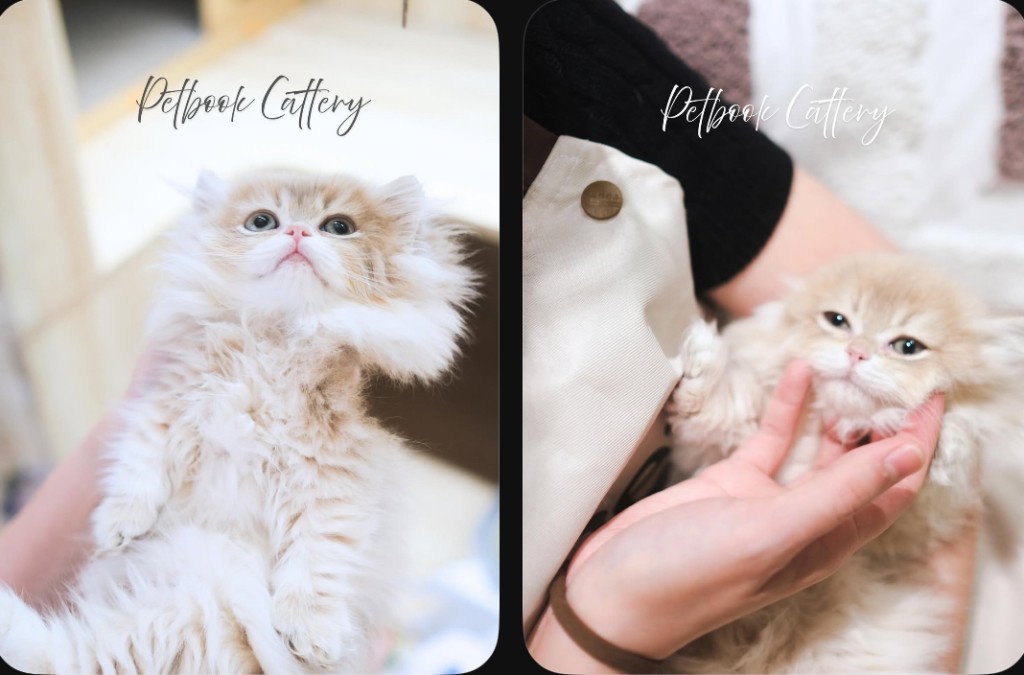 該店社交網站的貓咪相，但不能確認真有其貓。