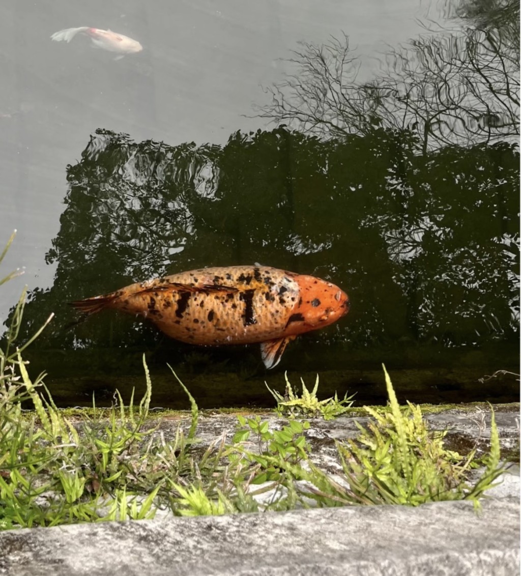 它喜歡吃池邊苔蘚，所以遊客輕易拍攝到它的身影。