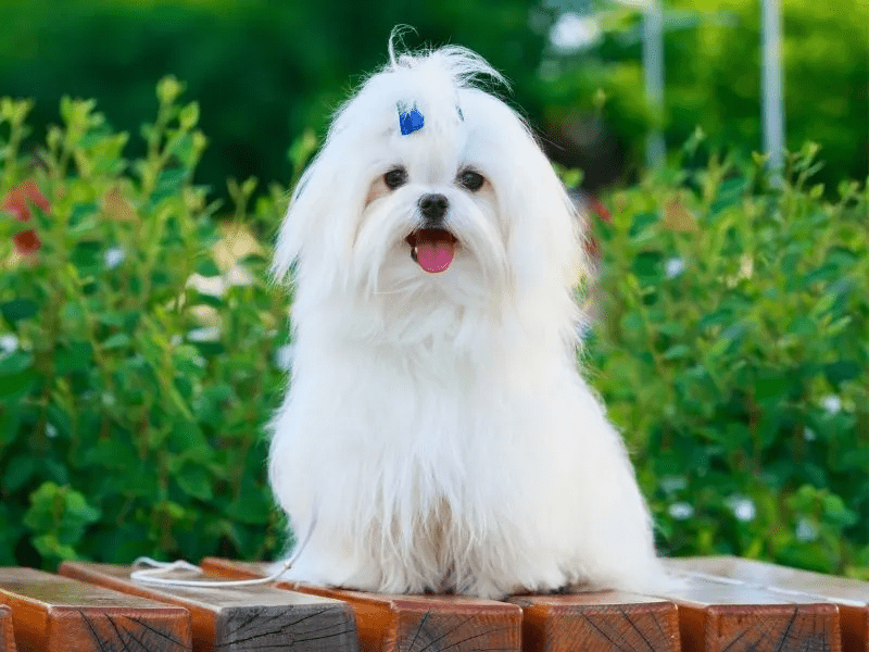 馬爾濟斯(Maltese) 馬爾濟斯(Maltese)
