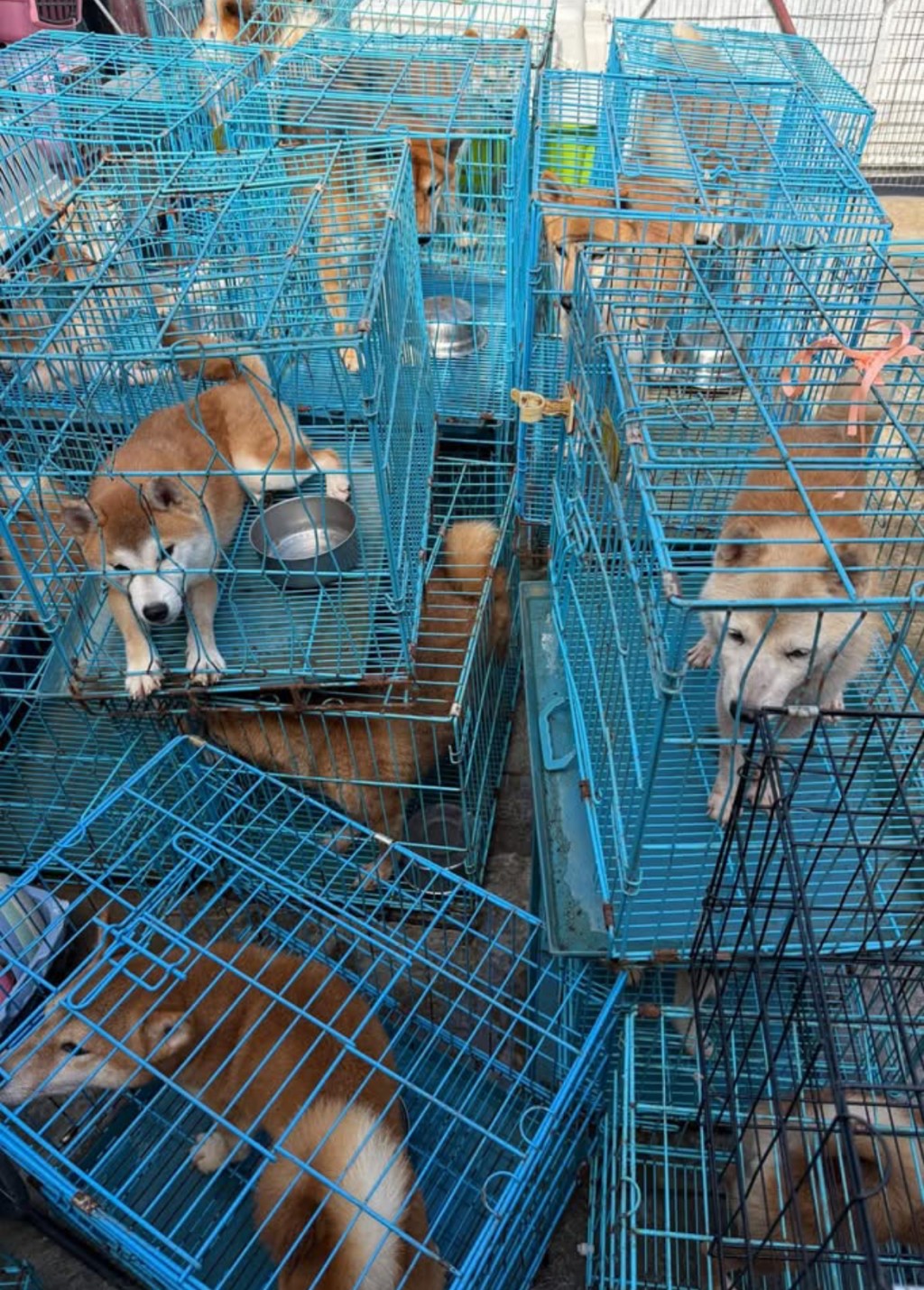 真的難以想像接收及處理110隻柴犬有幾大工程。 真的難以想像接收及處理110隻柴犬有幾大工程。