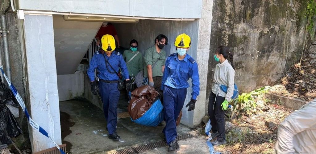 野豬遭麻醉後救回路面,由消防抬走。 野豬遭麻醉後救回路面,由消防抬走。