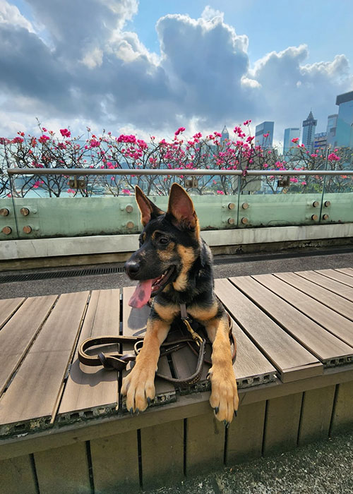 避免於烈日下帶愛犬長時間外出散步,特別是在沒有遮蔭的地方。 避免於烈日下帶愛犬長時間外出散步,特別是在沒有遮蔭的地方。