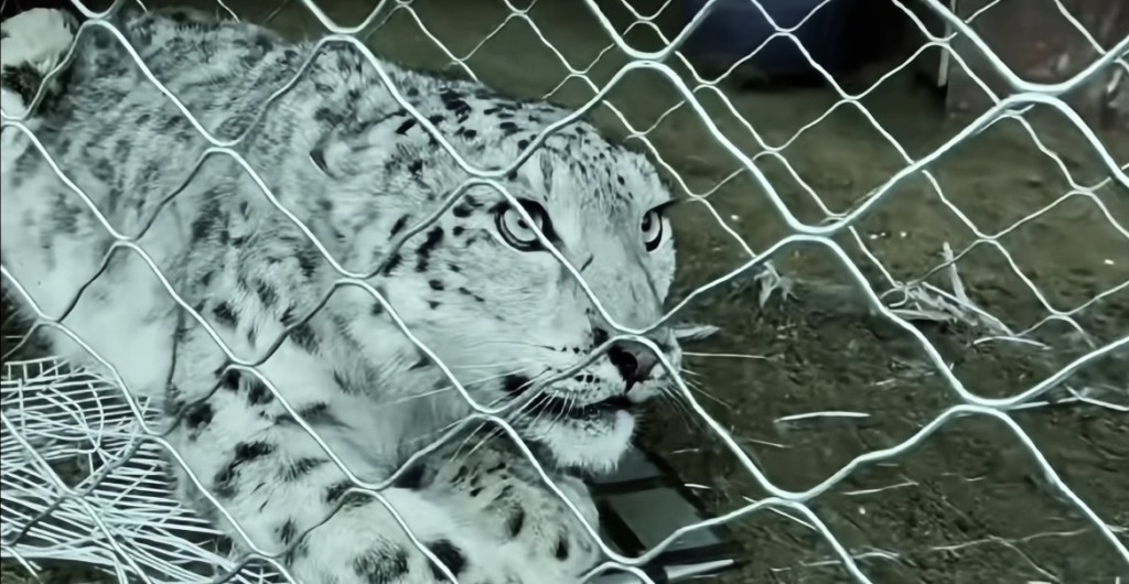 雪豹被捕了,樣貌真的好美麗! 雪豹被捕了,樣貌真的好美麗!