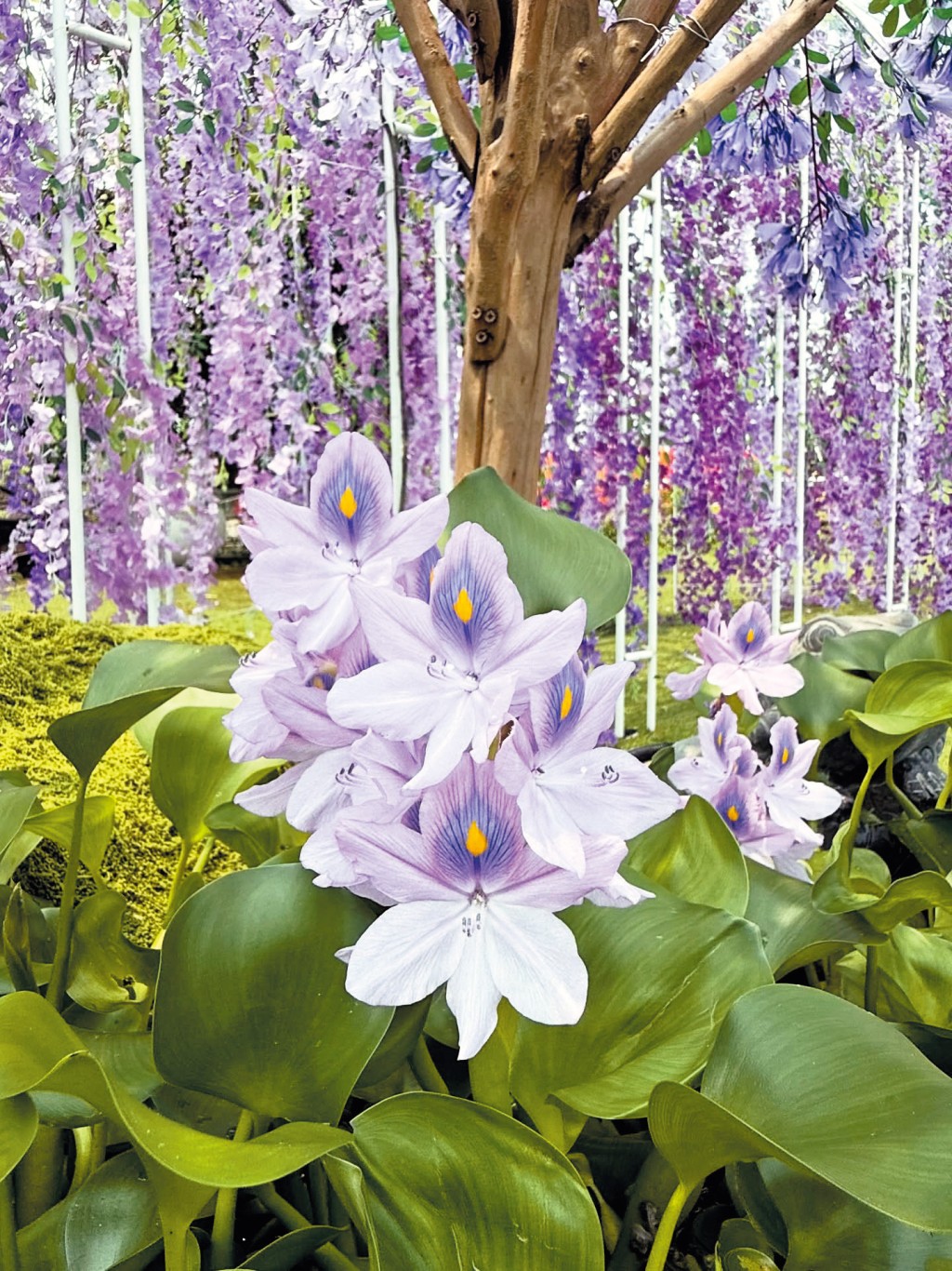 除了太陽花，信哥亦種有不同品種的花卉應市。