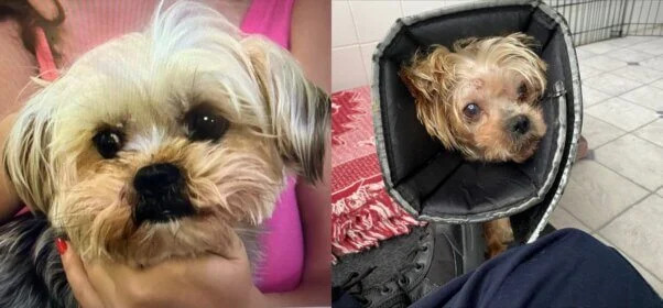 一隻體重僅8磅的約瑟爹利犬（Yorkshire Terrier）「Rambo」，日前被發現棄置於草叢。狗隻當時全身多處嚴重骨折、雙眼幾近失明，且對人類接觸產生極度恐懼。