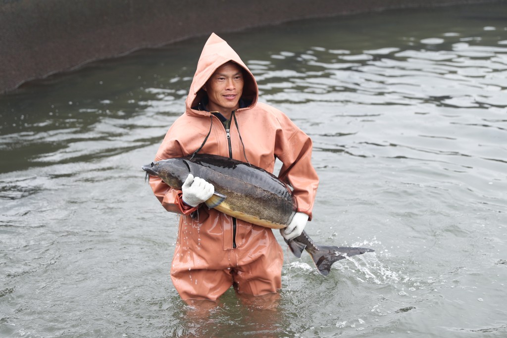 位於浙江省衢州市的鱘龍科技鱘魚養殖基地，是目前世界最大的鱘魚養殖和魚子醬生產基地。