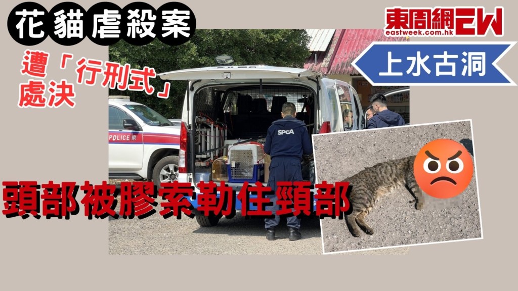 上水虐殺花貓案︱慘遭襪套頭勒頸「行刑式」處決 伏屍古洞河上鄉