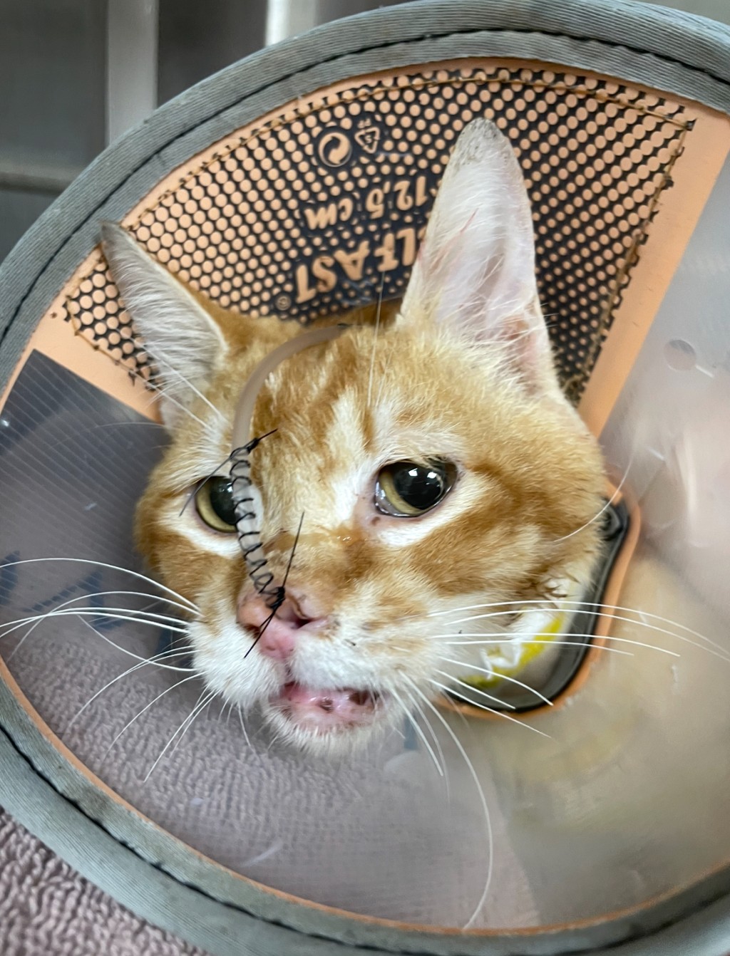 獸醫給牠裝了鼻喉方便餵食。 獸醫給牠裝了鼻喉方便餵食。