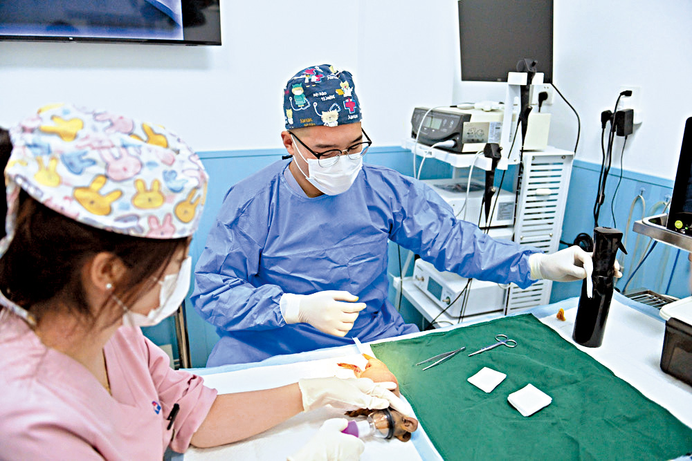 獸醫在護士的協助下為一隻豚鼠進行治療。