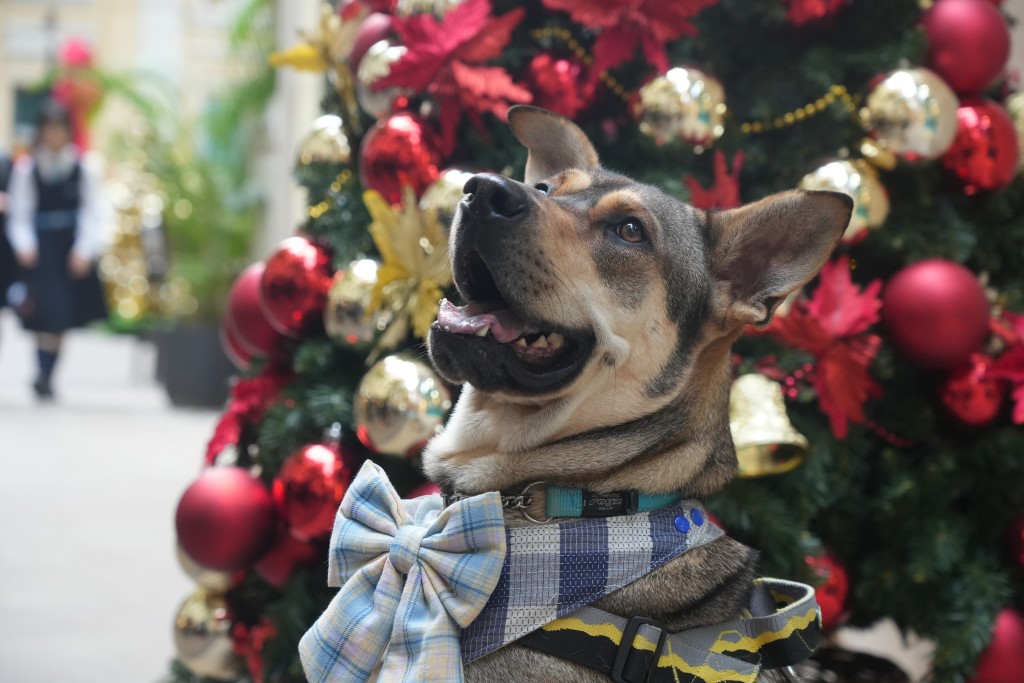 與姐姐居於深水埗後巷的「財財」，幸獲街坊救出，才能度過狗生第一個聖誕節。