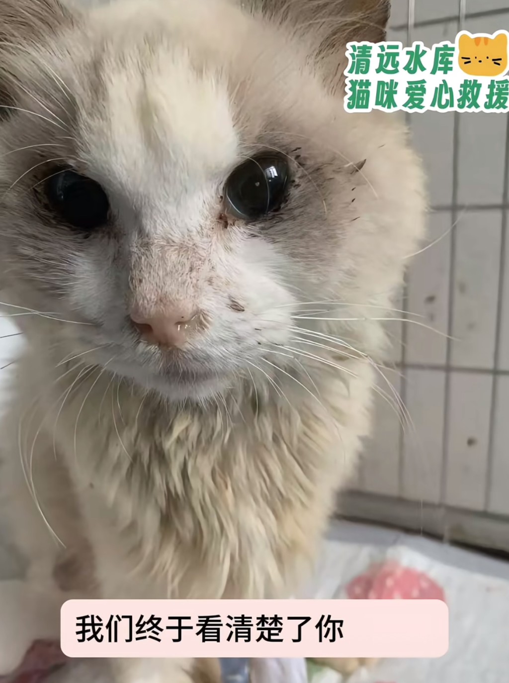 布偶貓現在仍要繼續打仗,對抗病魔。 布偶貓現在仍要繼續打仗,對抗病魔。