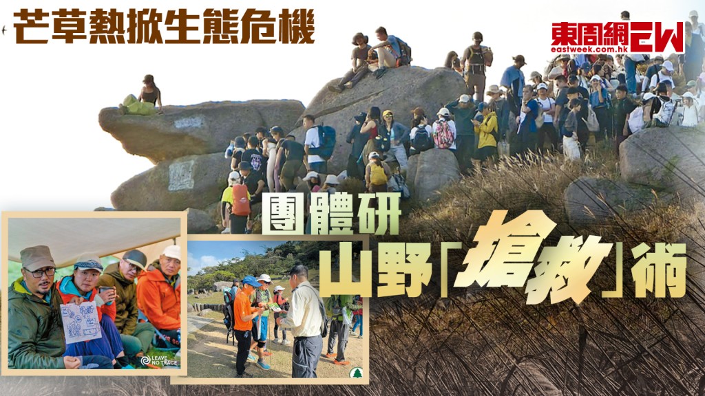 芒草熱掀生態危機 團體研山野「搶救」術｜都市刺針