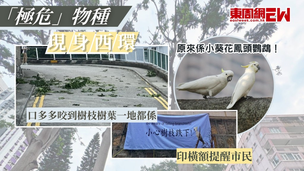 極危物種|小葵花鳳頭鸚鵡西環現蹤 口多咬到遍地樹枝 好心人奇招提醒路人小心