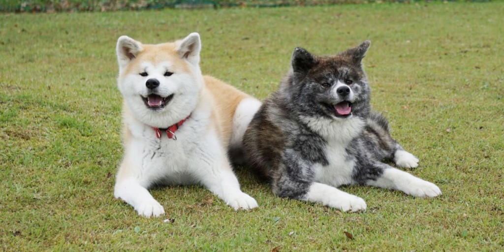 秋田犬是日本國寶級犬種。 秋田犬是日本國寶級犬種。