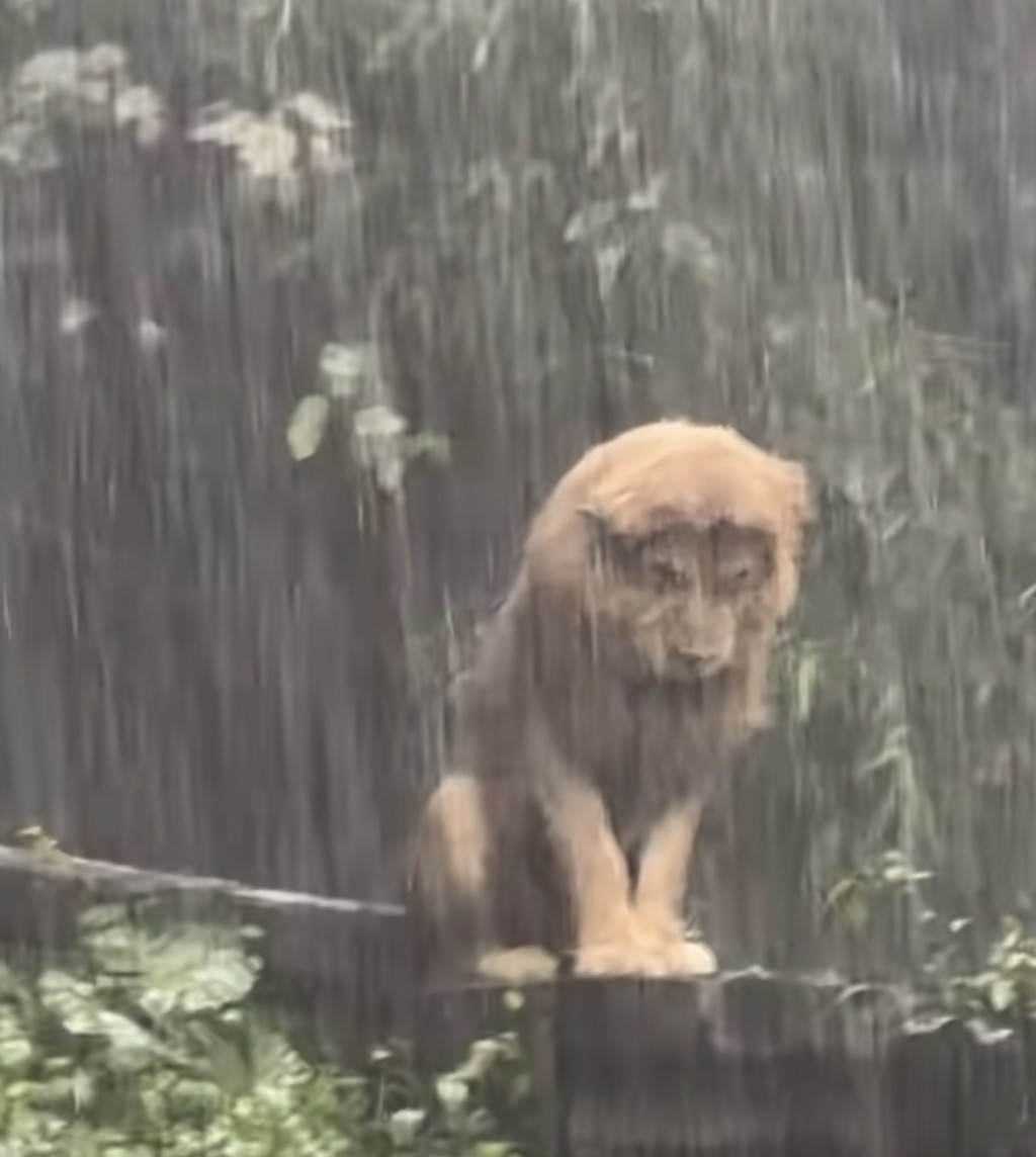 髮型保持不塌。