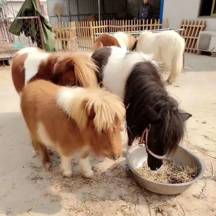 小馬通常要餵食來自北半球寒溫帶地區的披鹼草，並需要定期修蹄，大約每一兩個月就要修一次。