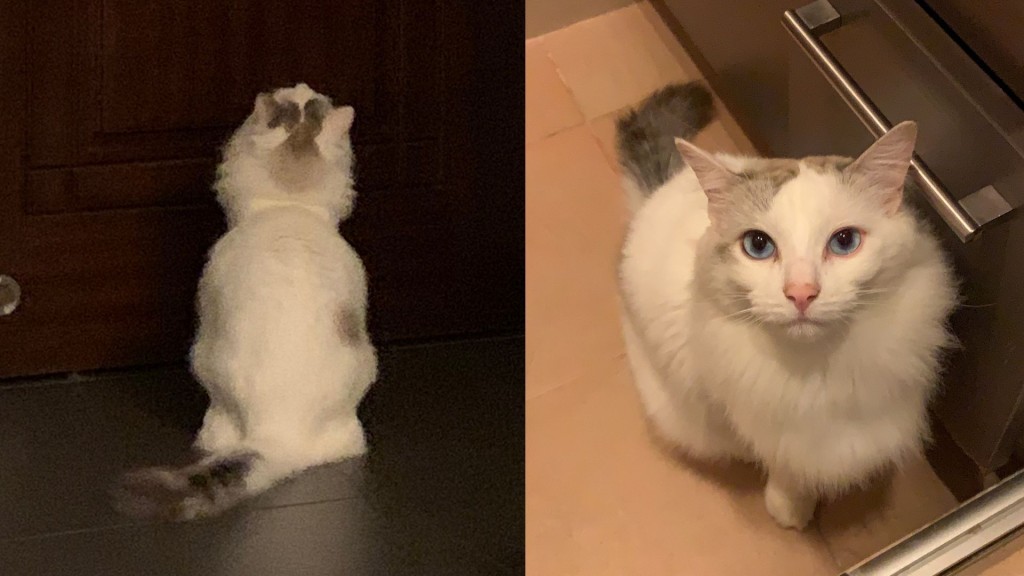 陳小姐失貓Mai Mai外貌特徵。右邊身有一處花紋。 陳小姐失貓Mai Mai外貌特徵。右邊身有一處花紋。