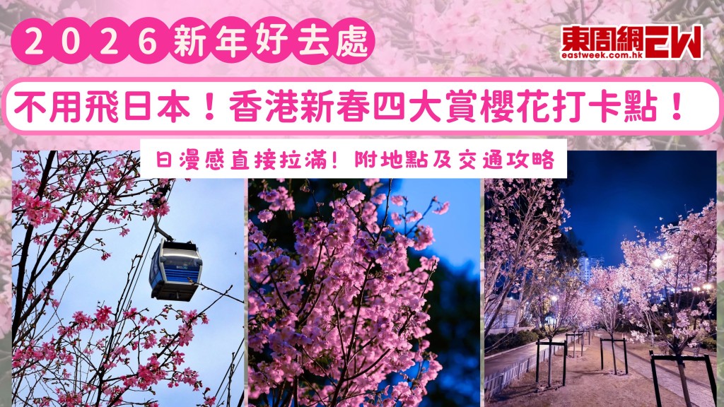 2026年新年好去處|不用飛日本！香港新春四大賞櫻花打卡點！日漫感直接拉滿！ 附地點及交通攻略