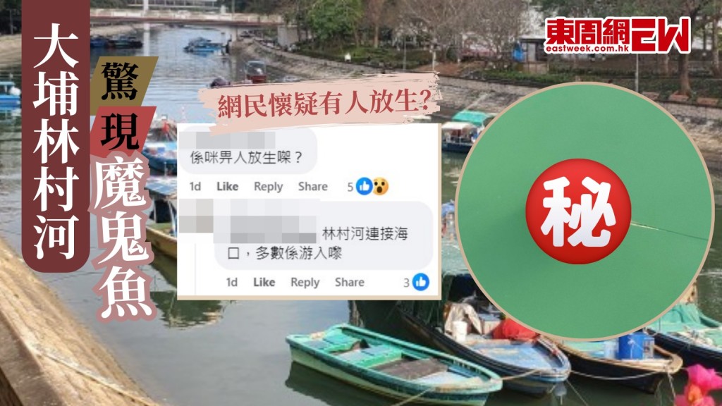 海底幽靈｜魔鬼魚驚現大埔林村河 漁護署提醒魚尾有毒刺 籲市民勿碰觸