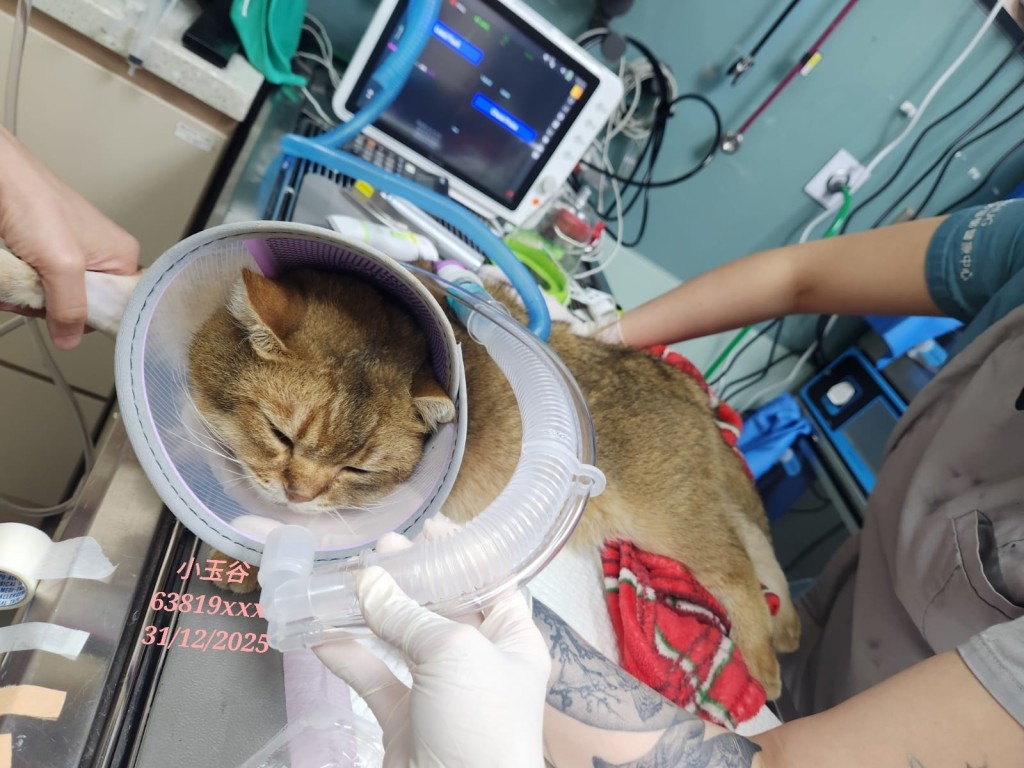 希望及時救援，經治療後能逃過癱瘓命運。