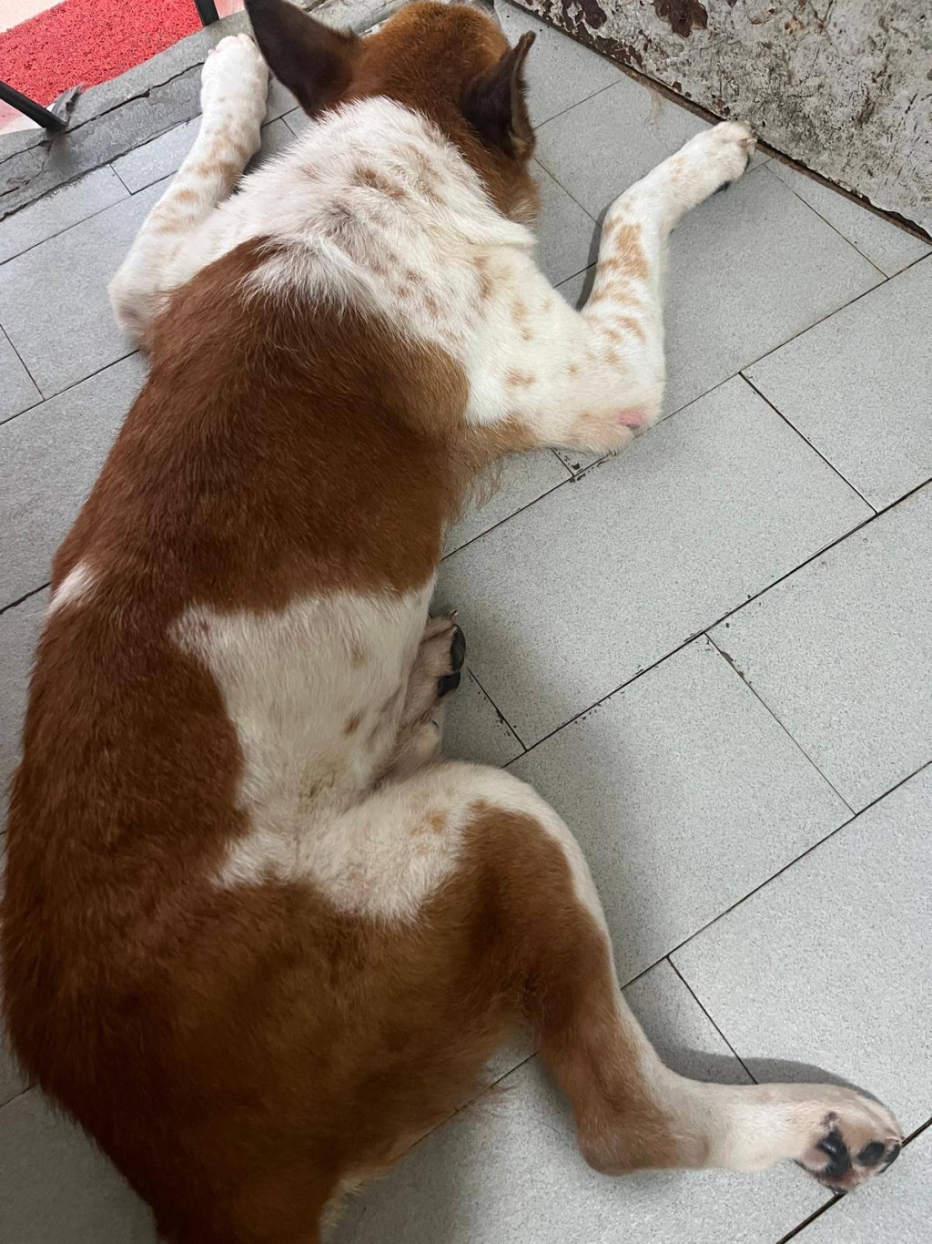 啡白身,大家請認住。 啡白身,大家請認住。