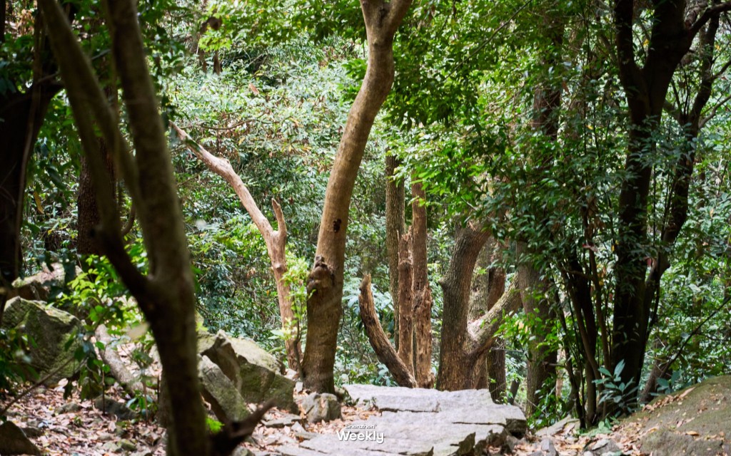 步福古道(圖源:ShenzhenWeekly) 步福古道(圖源:ShenzhenWeekly)