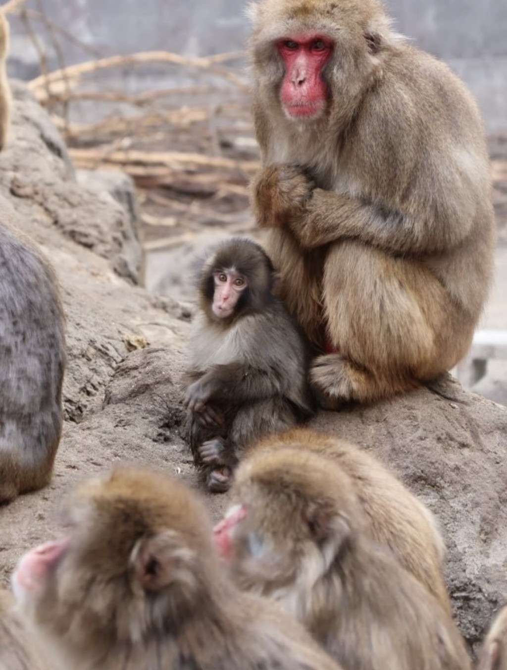 被教訓後的Punch無事，大家唔駛擔心啊！