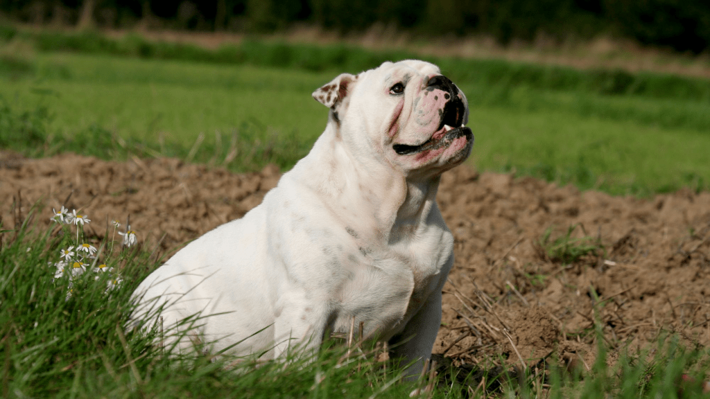 英國鬥牛犬(English Bulldog) 英國鬥牛犬(English Bulldog)
