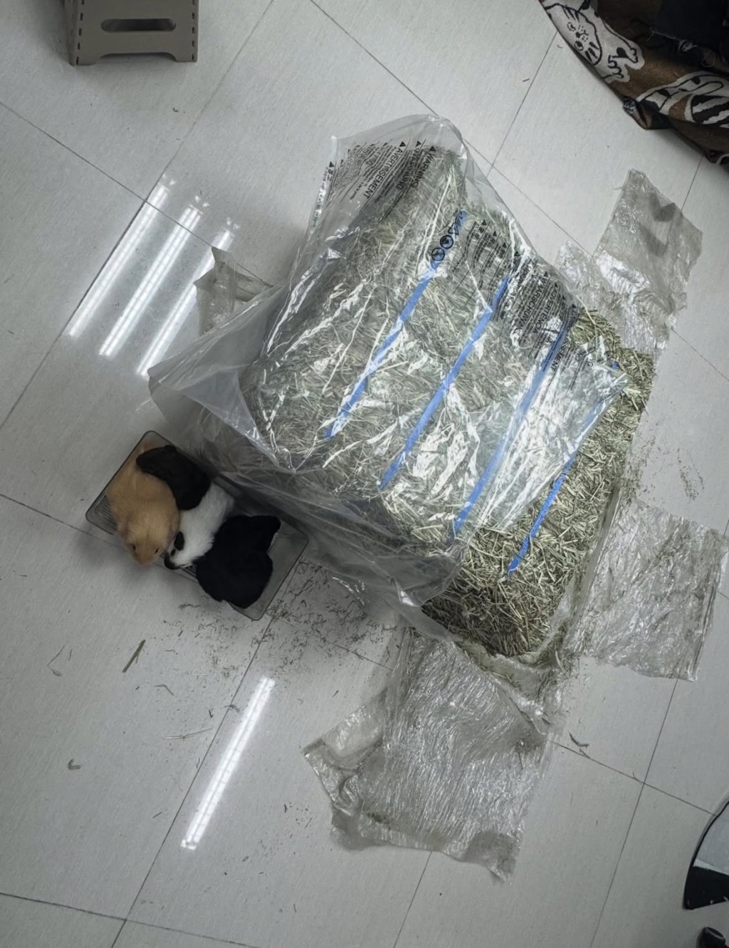 脆主誤訂的60公斤T草,與左下的4隻天竺鼠形成超搞笑對比。 脆主誤訂的60公斤T草,與左下的4隻天竺鼠形成超搞笑對比。