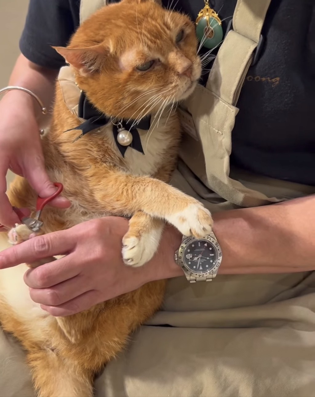 Ken Ken剪甲甲時很乖,半點都不反抗。 Ken Ken剪甲甲時很乖,半點都不反抗。