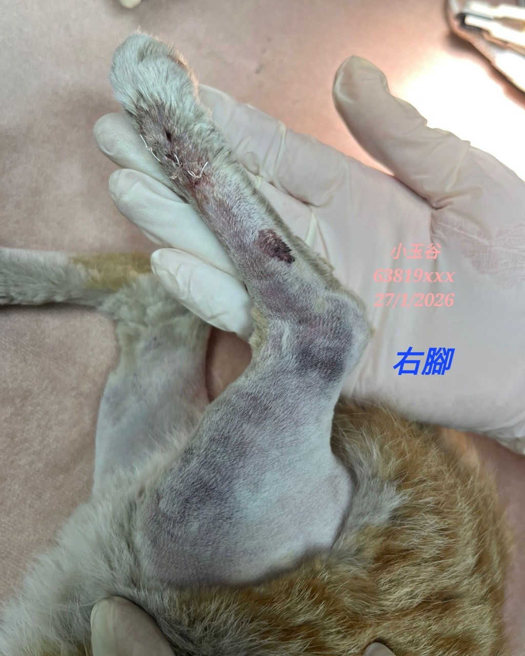 小貓的外傷。 小貓的外傷。