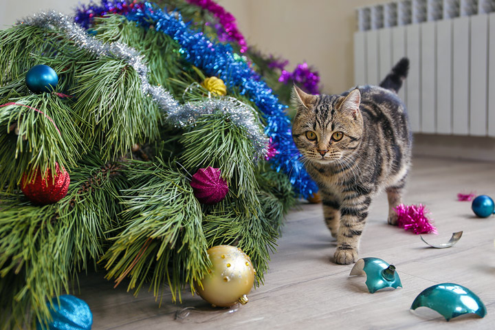 貓貓喜歡跳上聖誕樹玩耍，貓奴都不會在家擺放聖誕樹。