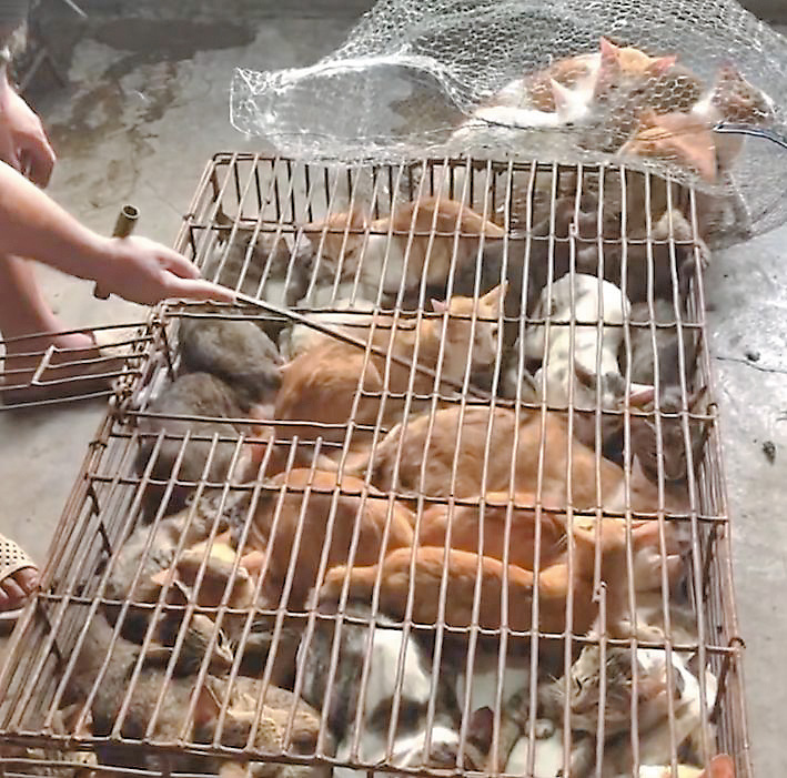無論是流浪貓抑或家貓,若被貓賊捉到的都會被困在狹小的鐵籠。 無論是流浪貓抑或家貓,若被貓賊捉到的都會被困在狹小的鐵籠。