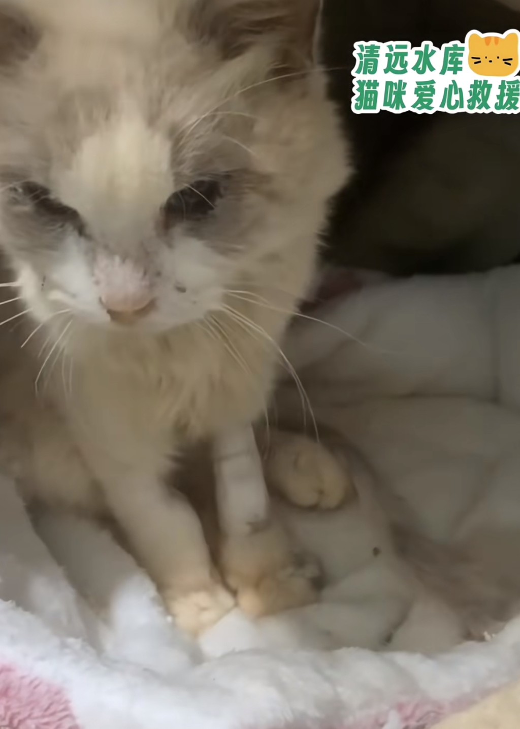 現在回復原本貓樣。 現在回復原本貓樣。