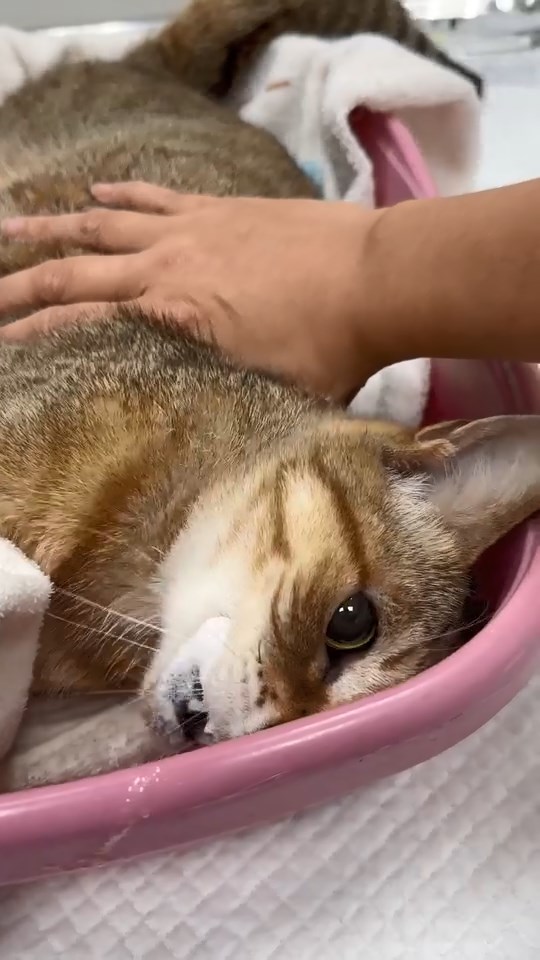 「東東」送到獸醫院時,已經口吐白沫,全身不斷抽搐。(由慈愛動物醫院授權轉載) 「東東」送到獸醫院時,已經口吐白沫,全身不斷抽搐。(由慈愛動物醫院授權轉載)