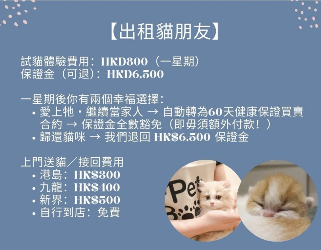 寵物店推出以體驗及試養等名目來促銷貓咪。