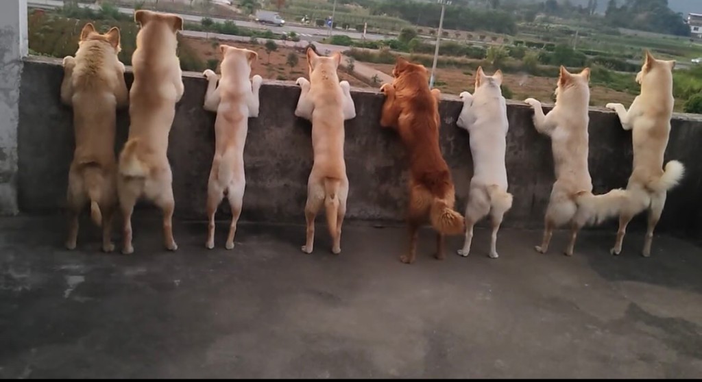 這群狗大哥,到底在看甚麼呢? 這群狗大哥,到底在看甚麼呢?