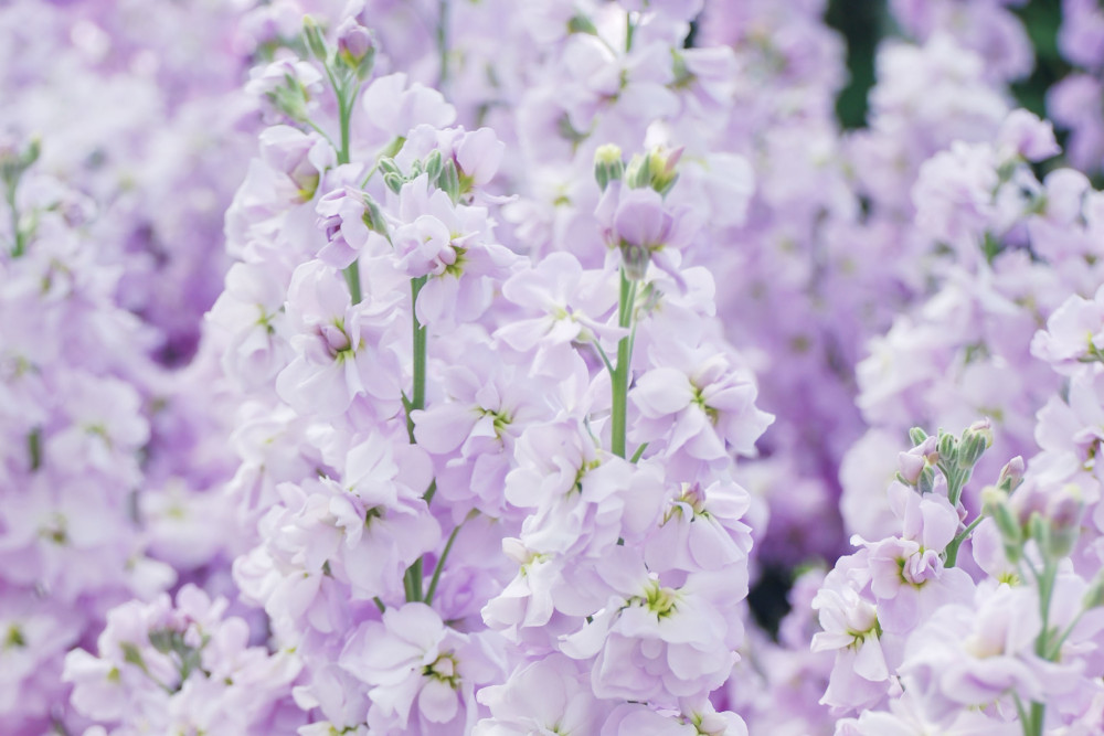 今屆主題花紫羅蘭原產南歐與地中海一帶,為十字花科多年生草本植物 今屆主題花紫羅蘭原產南歐與地中海一帶,為十字花科多年生草本植物