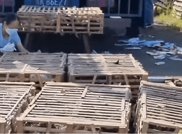 現時的韓佳麗仍奔走在救貓前線，她拼盡全力守護無數別人的「大白」。