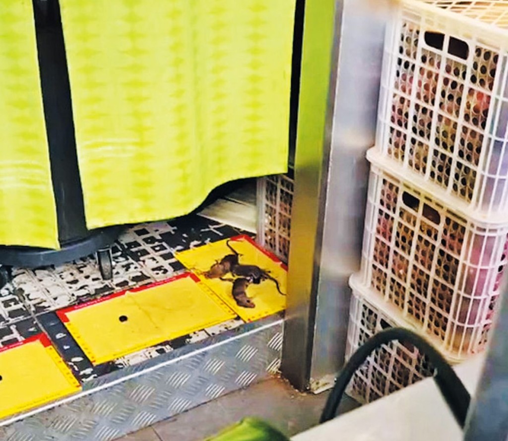 鋪在地上的老鼠膠板，曾捉到多隻老鼠。