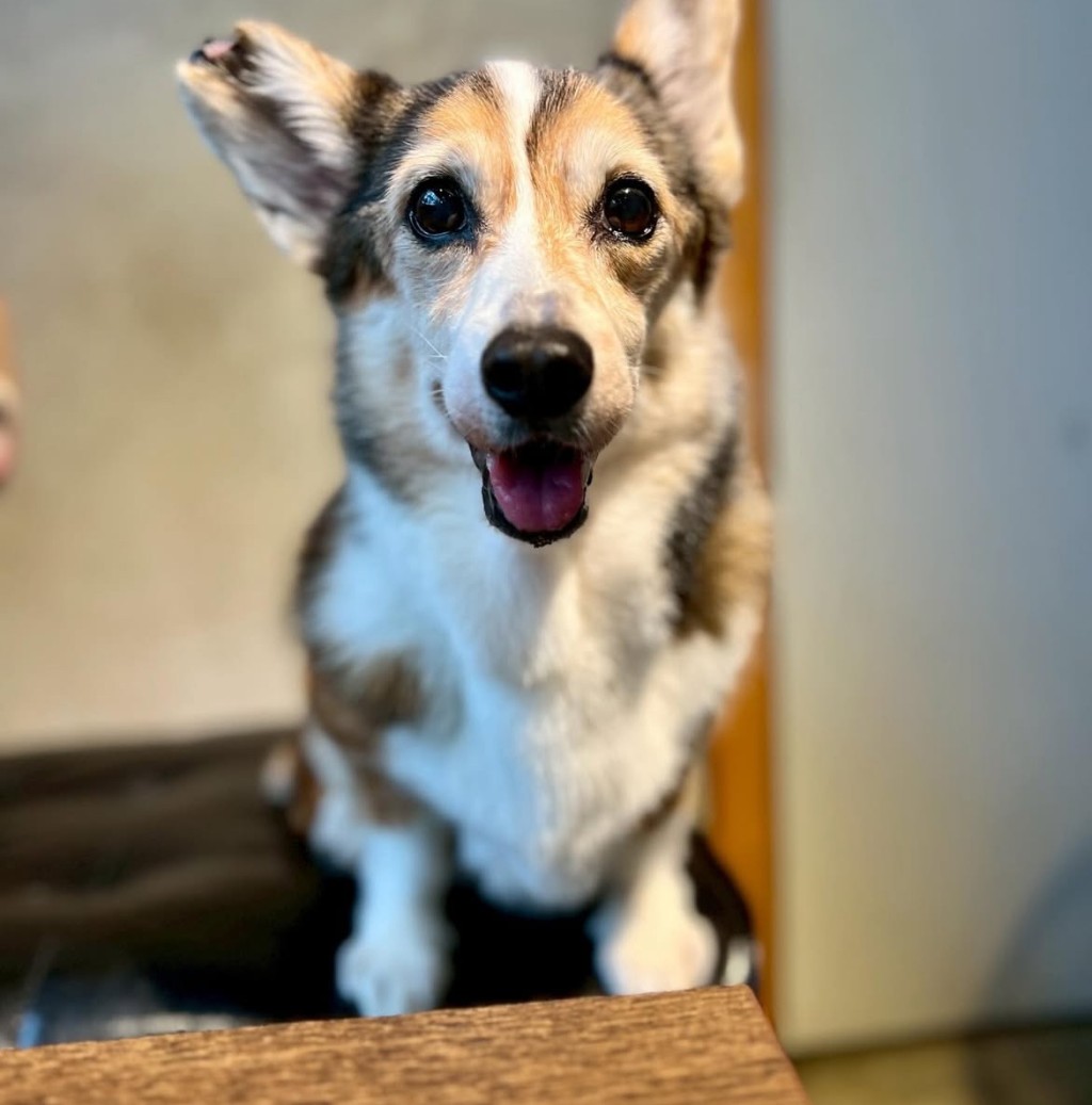 失智哥基曾經被疼愛。 失智哥基曾經被疼愛。